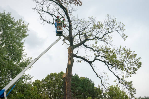 Best Dead Tree Removal  in USA